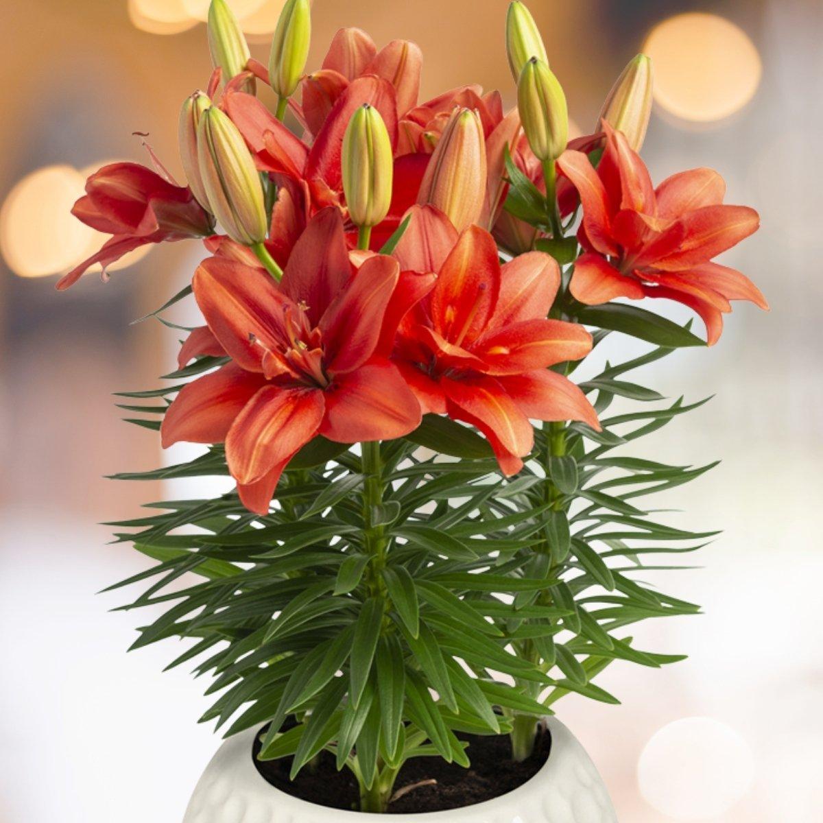 Lily Twin Flame Atlantis - La Hybrid Double 14/16Leo Berbee Bulb